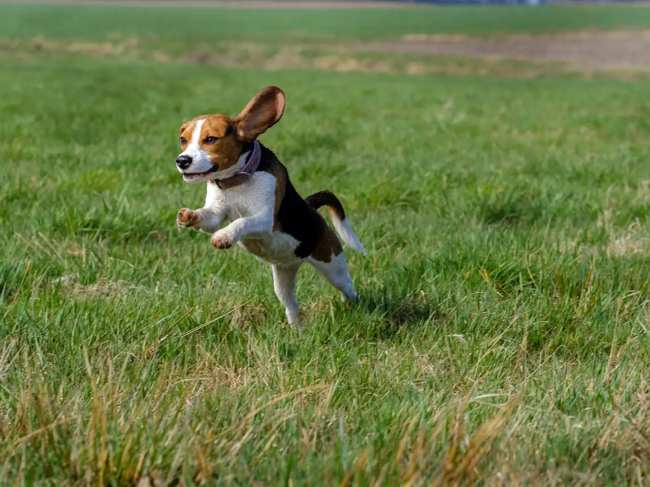 Beagles For Hunting And Shooting Sports
